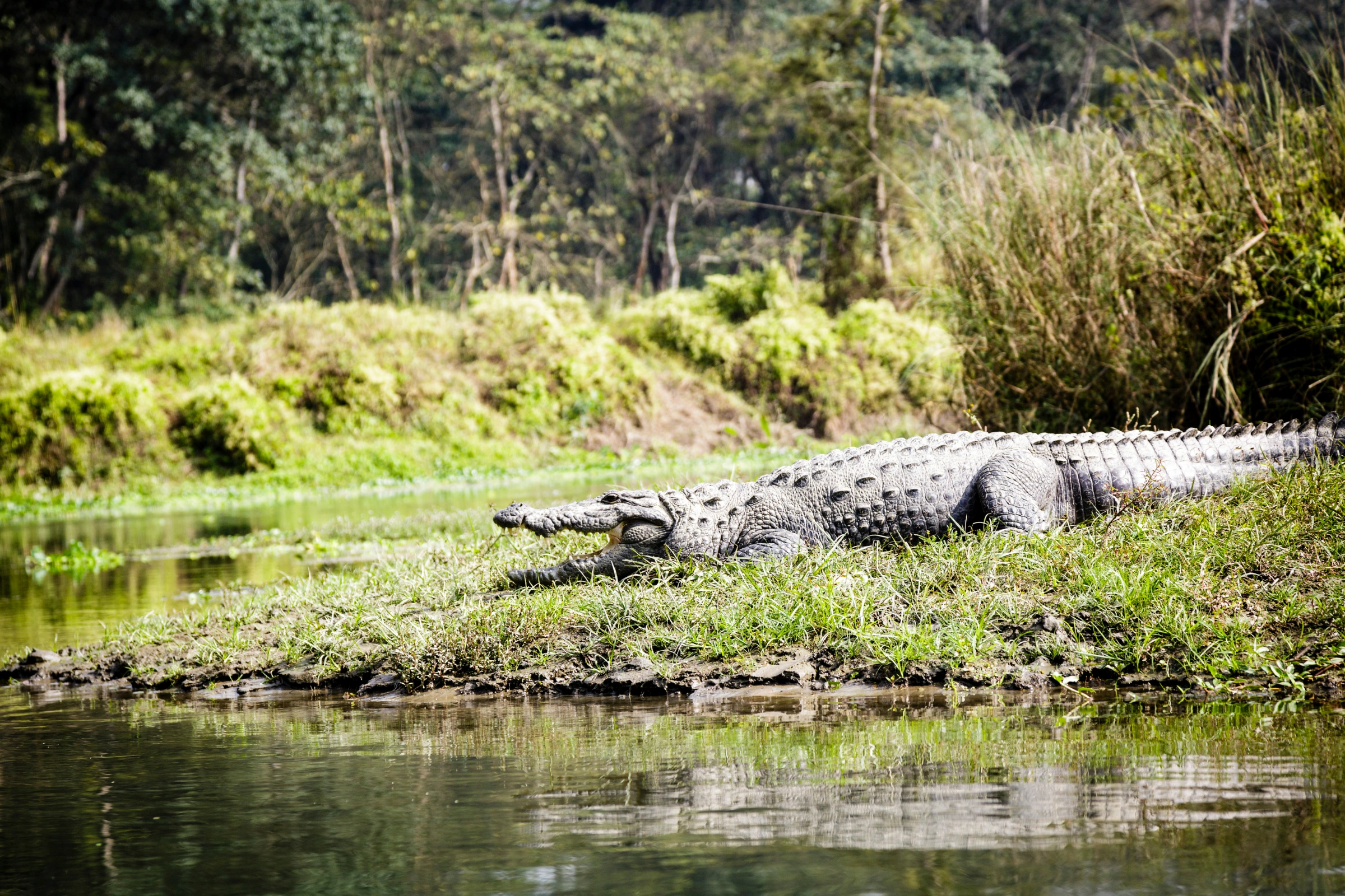 Chitwan_National_Park_(Nepal)[1].webp